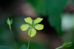 Fringed loosestrife